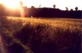 Feld