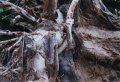 Baum2