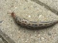 slimy tiger