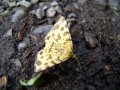 Schmetterling im Dreck
