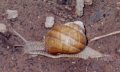 Schnecke