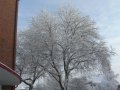 Schneebaum