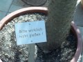 nicht gießen